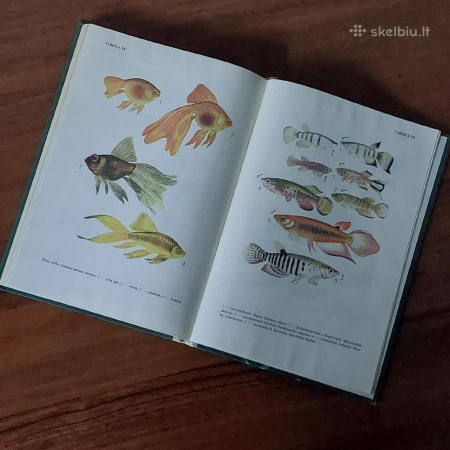 Ksiąžka - Ryby w akwarium / Akvariumo žuvys - nuotraukos Nr. 13