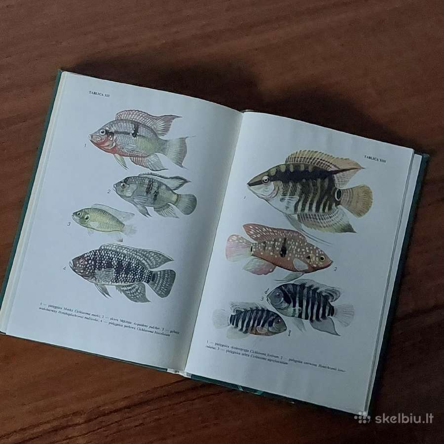 Ksiąžka - Ryby w akwarium / Akvariumo žuvys - nuotraukos Nr. 15
