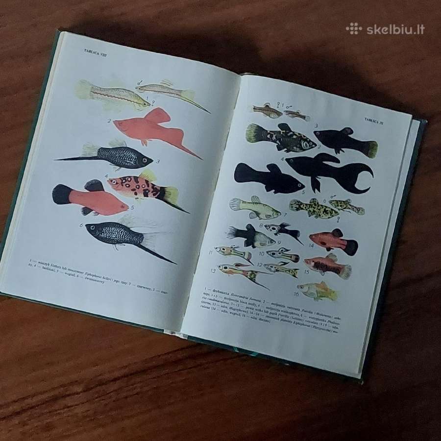 Ksiąžka - Ryby w akwarium / Akvariumo žuvys - nuotraukos Nr. 16