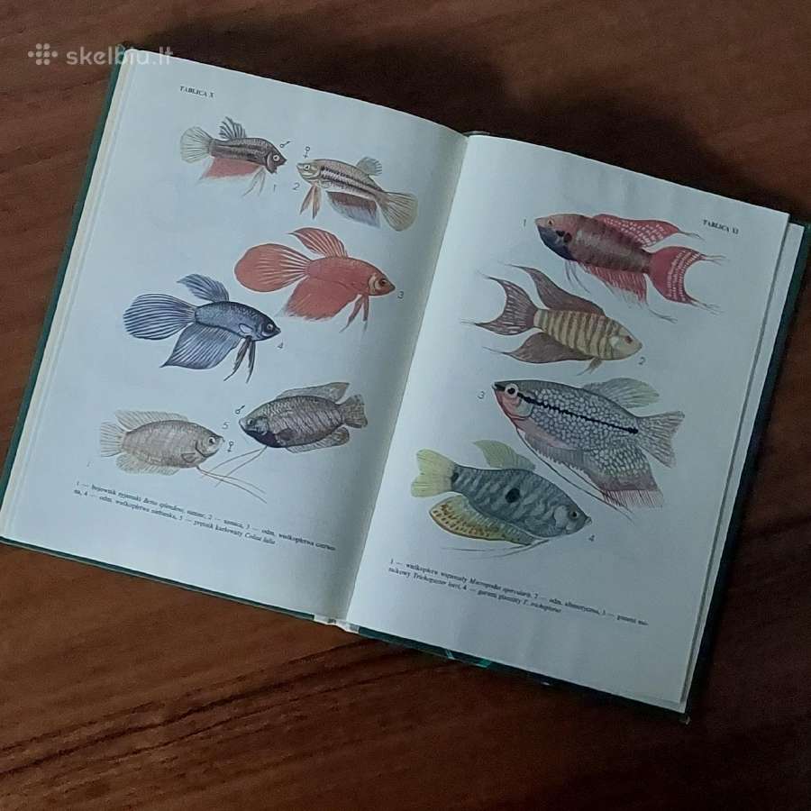 Ksiąžka - Ryby w akwarium / Akvariumo žuvys - nuotraukos Nr. 17