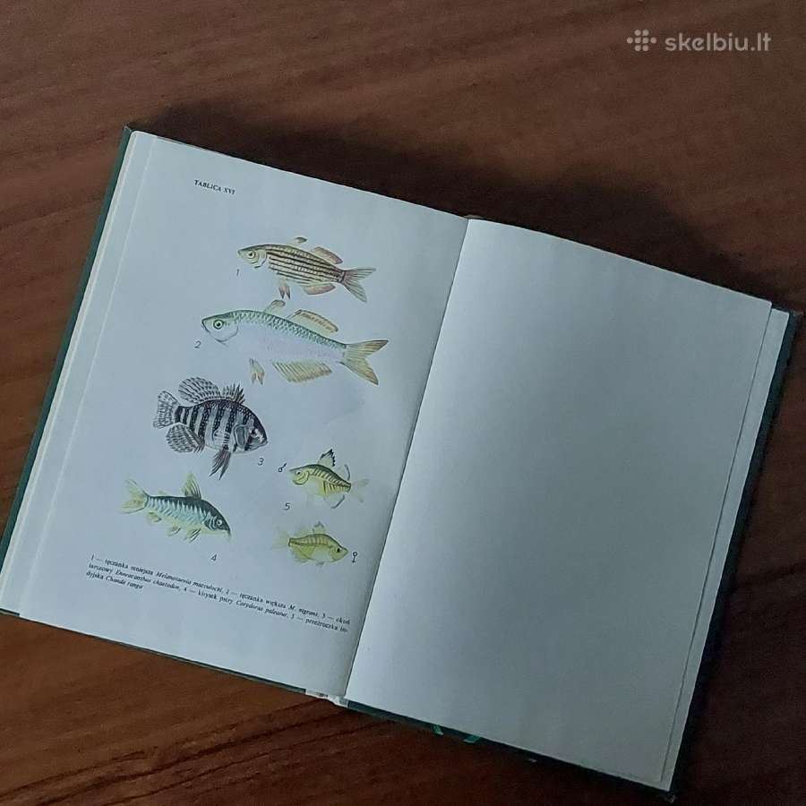 Ksiąžka - Ryby w akwarium / Akvariumo žuvys - nuotraukos Nr. 19