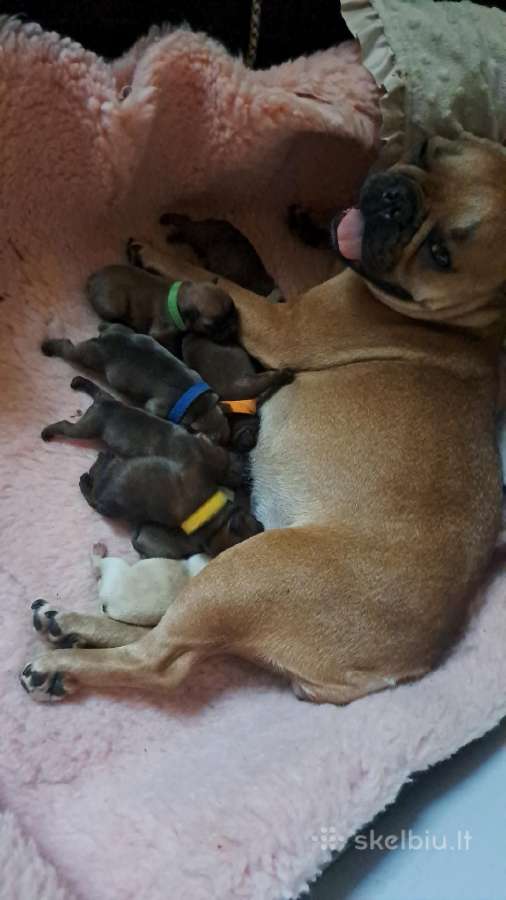 Kilmingas prancūzų buldogas ieško kalyčių - nuotraukos Nr. 7
