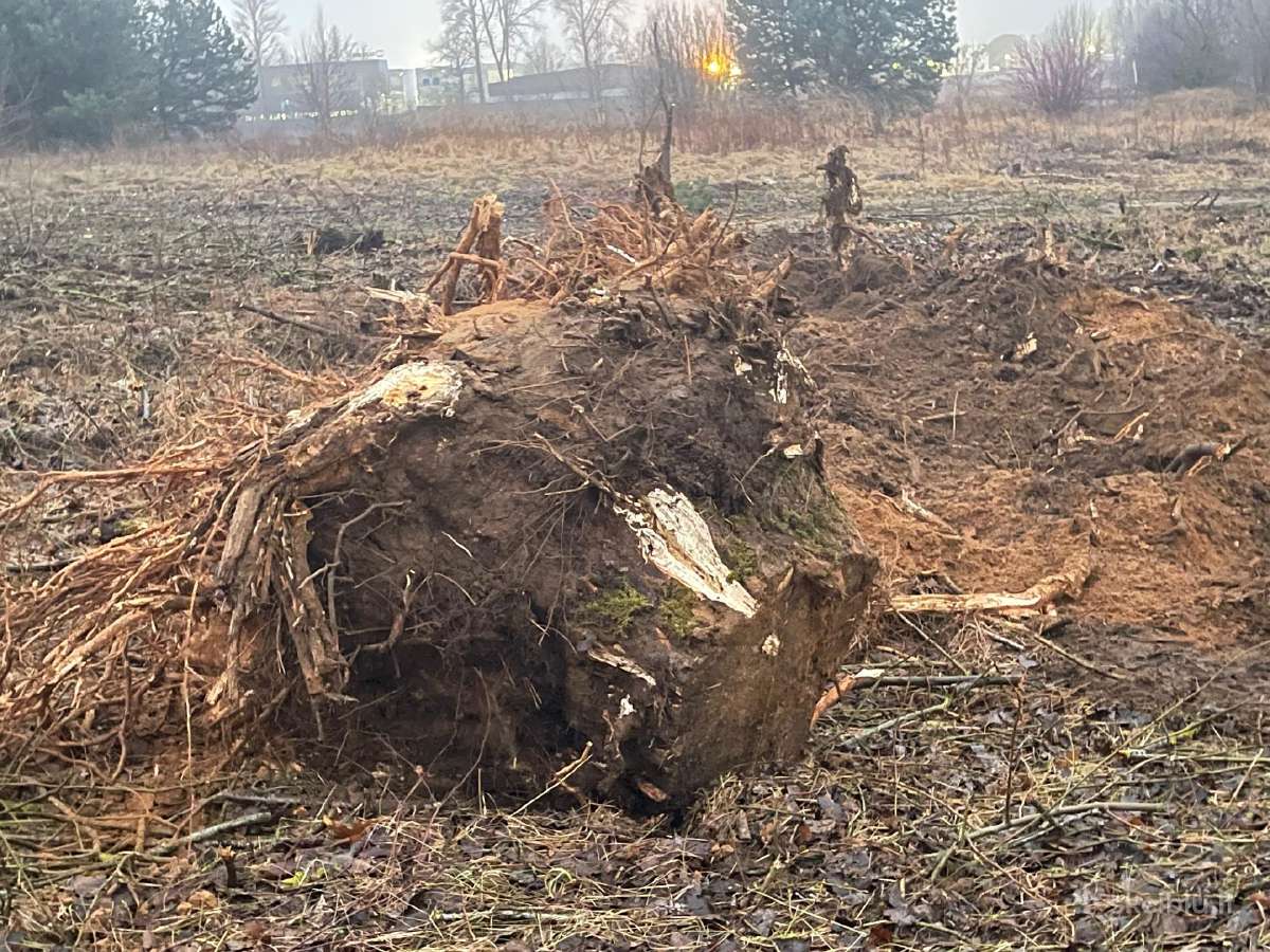 Perku mišką. Gerai mokam.tvarkom apleistus sklypus - nuotraukos Nr. 2
