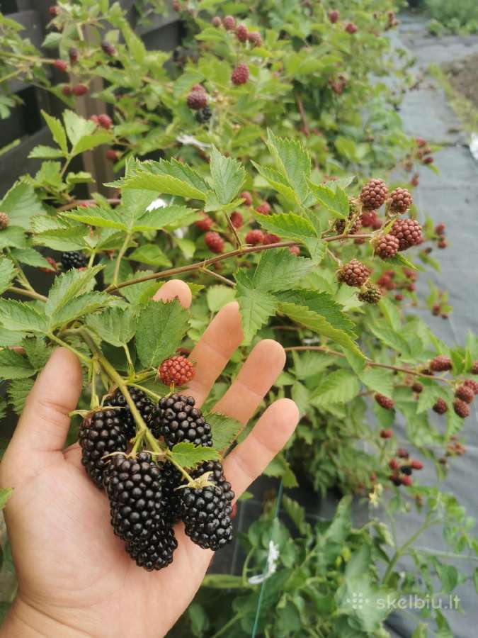 Augalinės kilmės trąšos Biota (Olandija) - nuotraukos Nr. 2