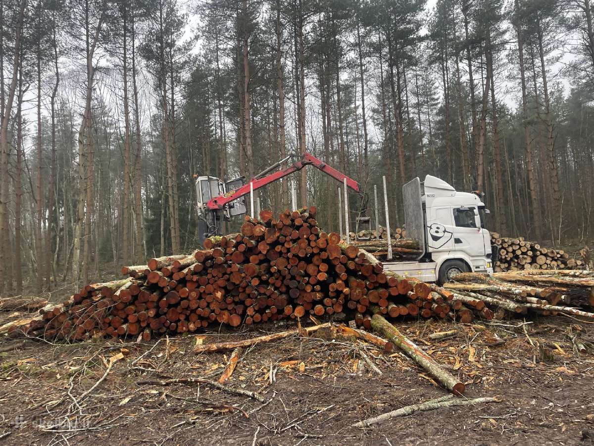 Malkos pigiau! Beržas,uosis,ąžuolas,alksnis.
