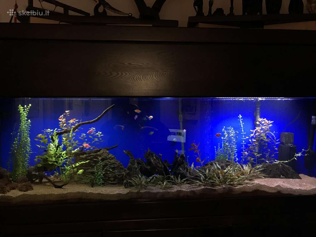 Akvariumas