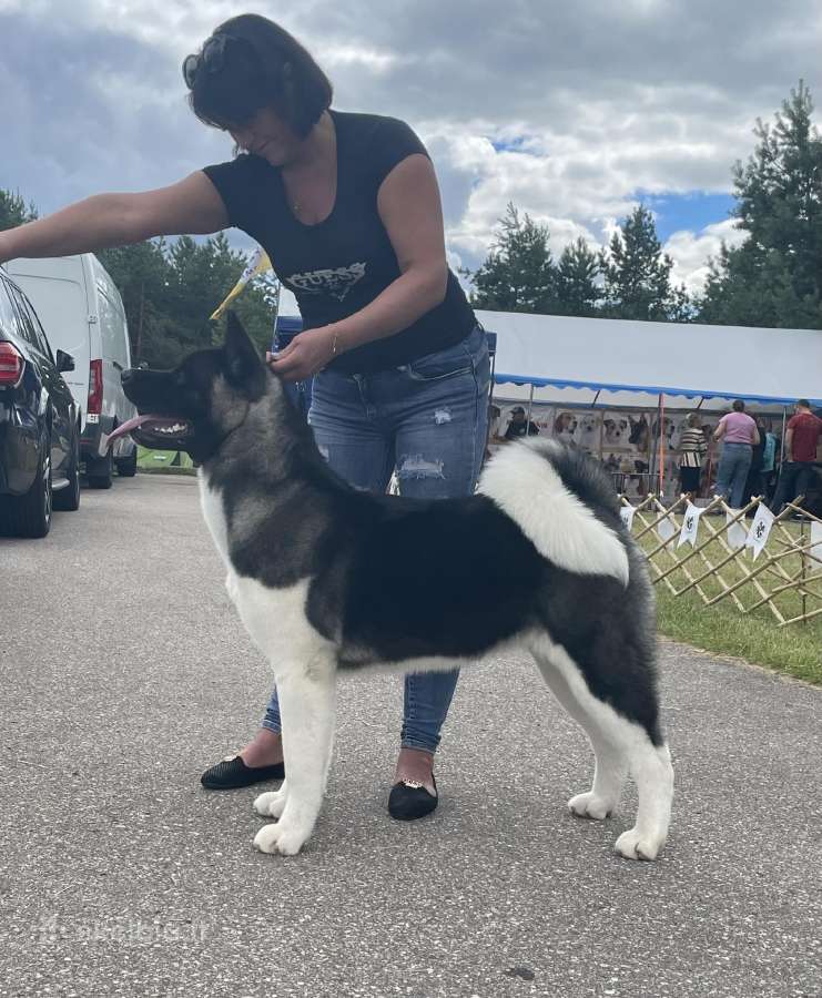 Amerikiečių Akita - nuotraukos Nr. 5