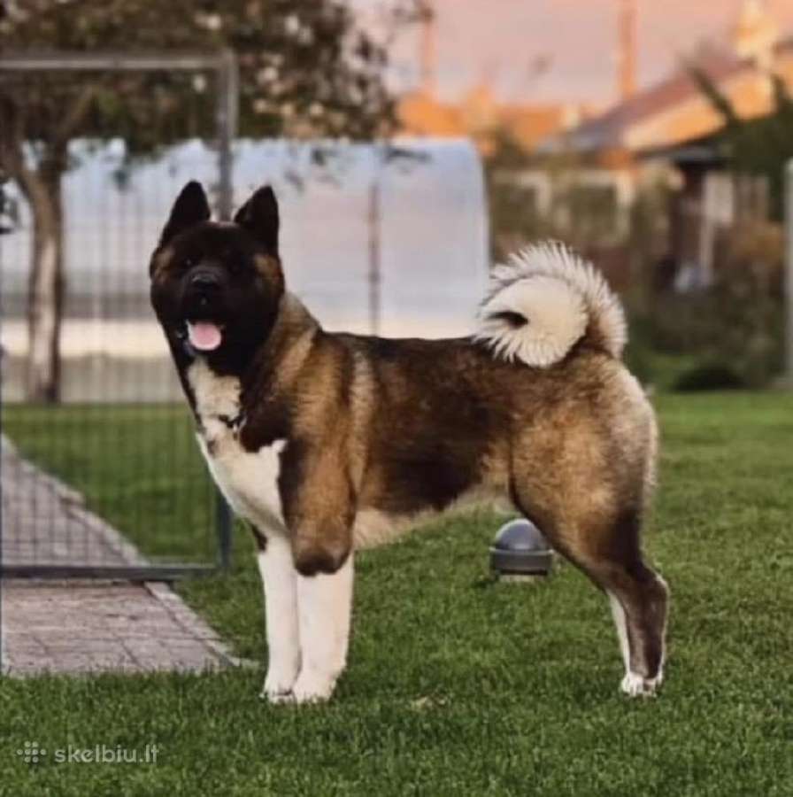 Amerikiečių Akita - nuotraukos Nr. 4