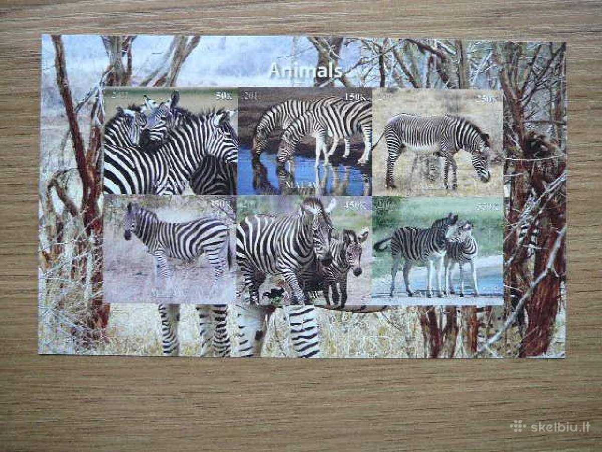 Zebrai Burundis 2011 svarus zb1134b