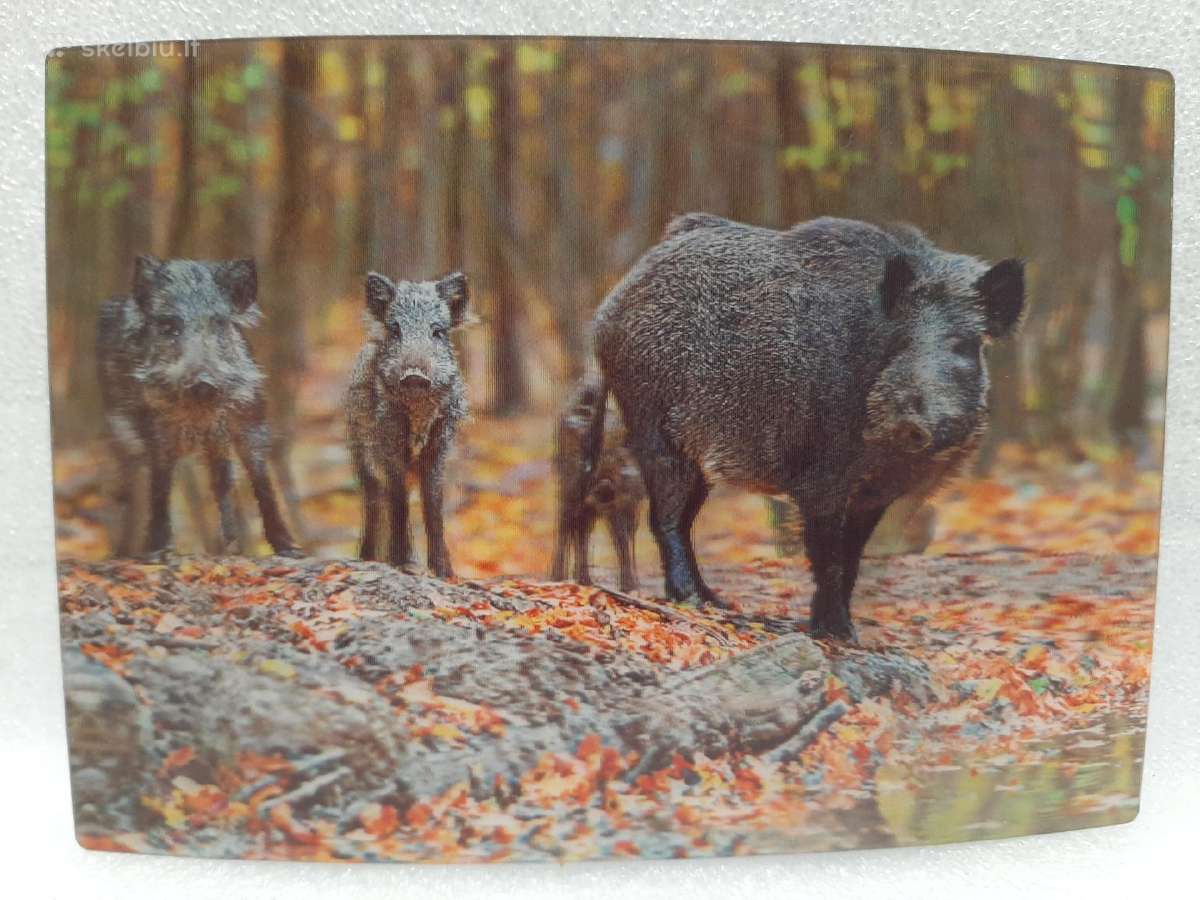 3D Stereo atvirukai, švarūs nauji Labai kokybiški - nuotraukos Nr. 18