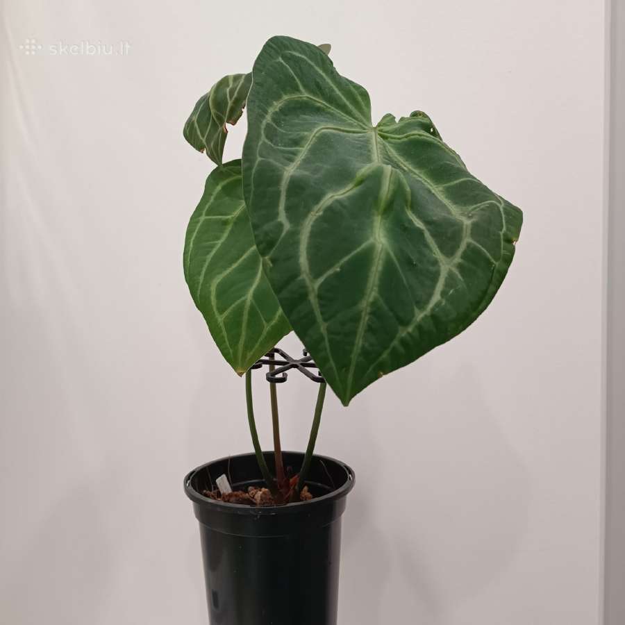 Anthurium Magnificum