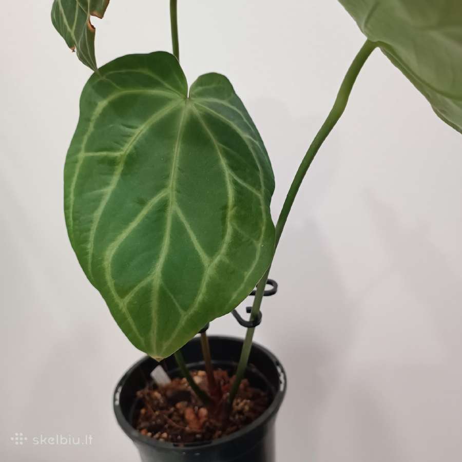Anthurium Magnificum - nuotraukos Nr. 2