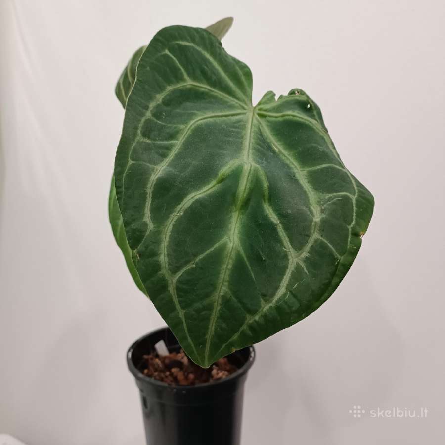 Anthurium Magnificum - nuotraukos Nr. 3