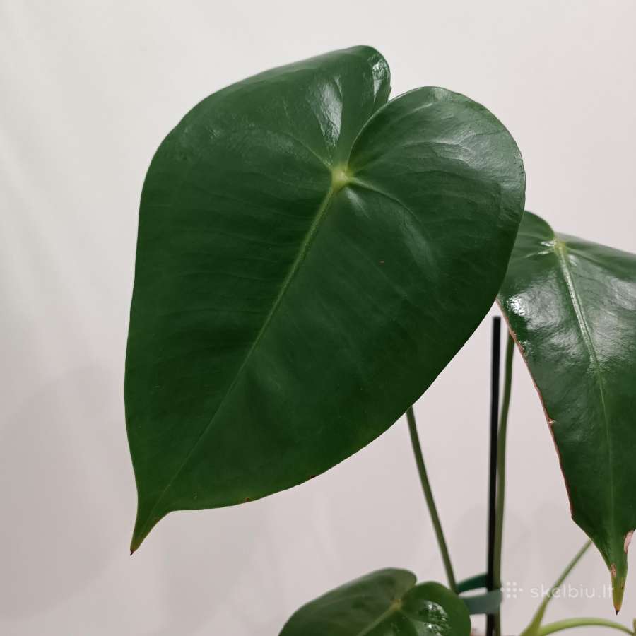 Anthurium Corallinum