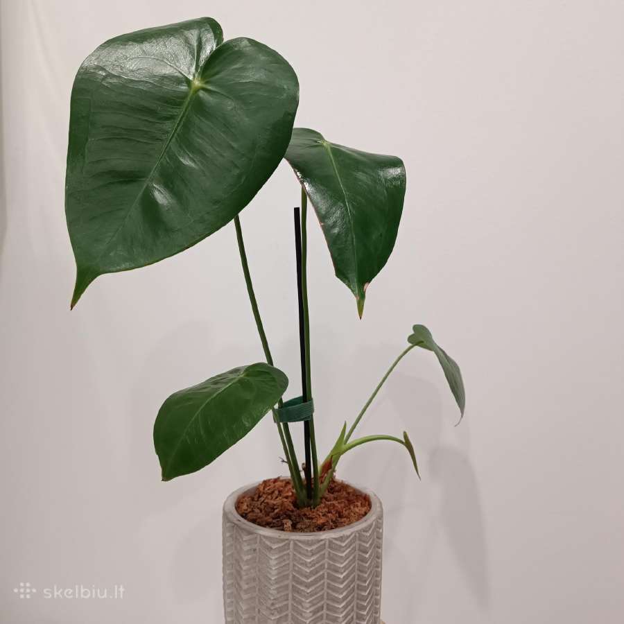 Anthurium Corallinum - nuotraukos Nr. 2