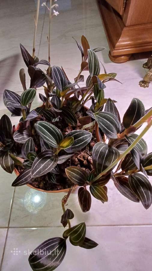Ludisija discolor-orchidėja - nuotraukos Nr. 18