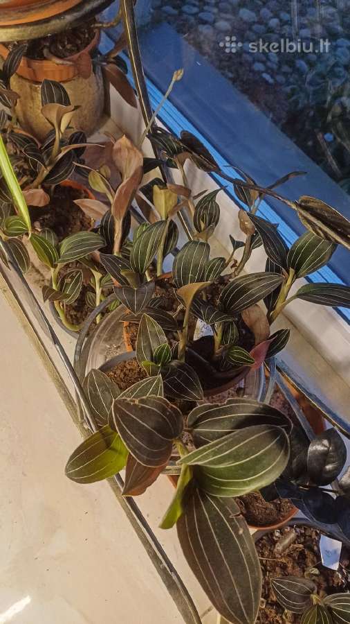 Ludisija discolor-orchidėja - nuotraukos Nr. 17