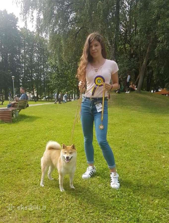 Parduodu shiba inu šuniukus - nuotraukos Nr. 8