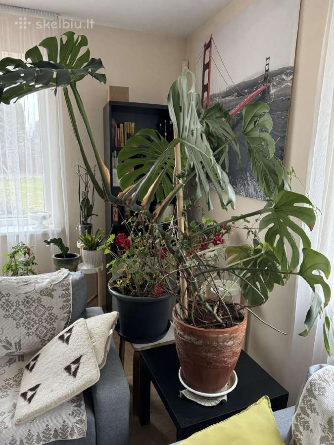 Dvi monstera geles