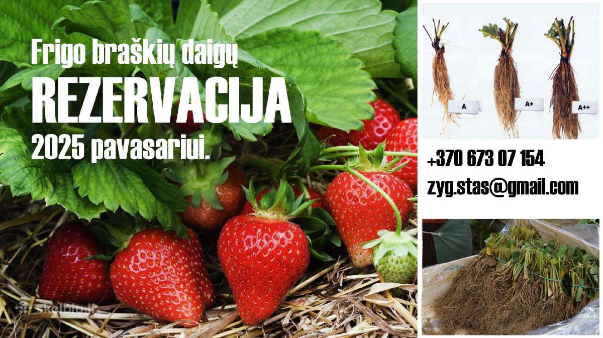 Braškių Daigai rudeniui! Siunčiame! - nuotraukos Nr. 23