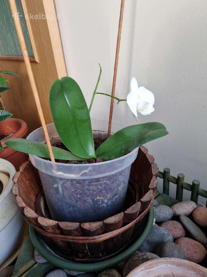 Orchidėja - nuotraukos Nr. 4