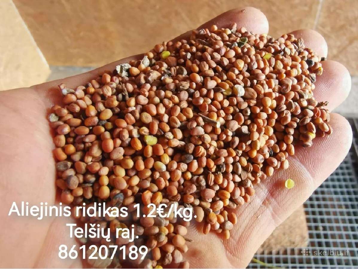 Parduodu Aliejinis ridikas