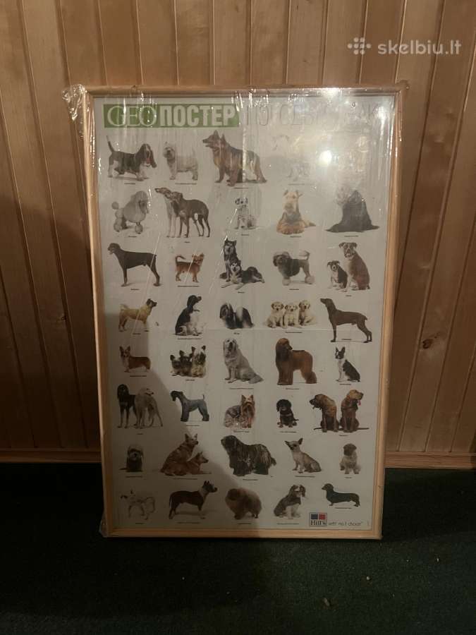 Plakatas