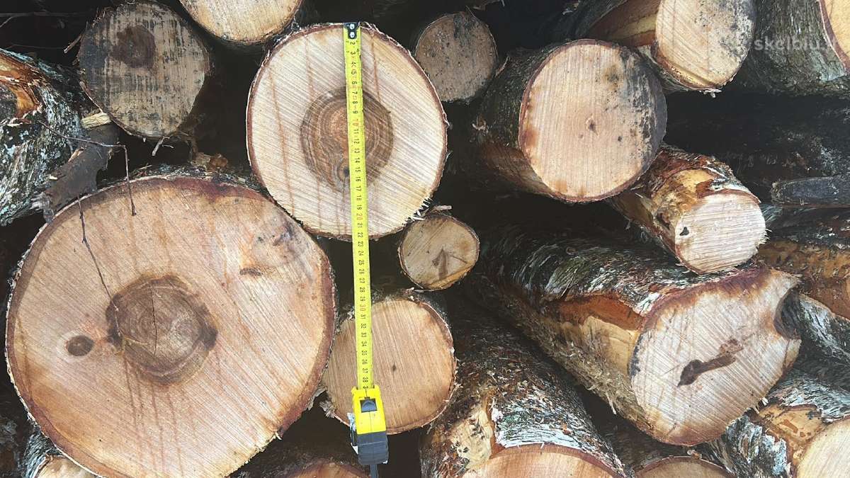 Malkos tiesiai iš Miško - nuotraukos Nr. 12