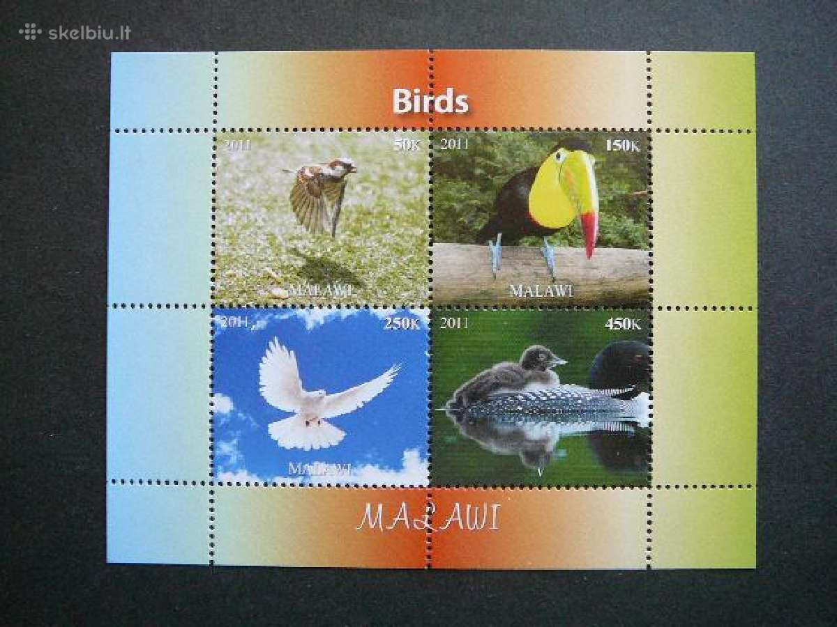 Pauksciai Antis Papugos Malavis 2011 svarus pk1890