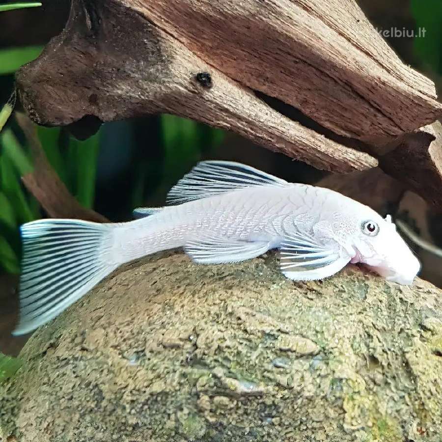 Didelis akvariuminių žuvyčių pasirinkimas - nuotraukos Nr. 11