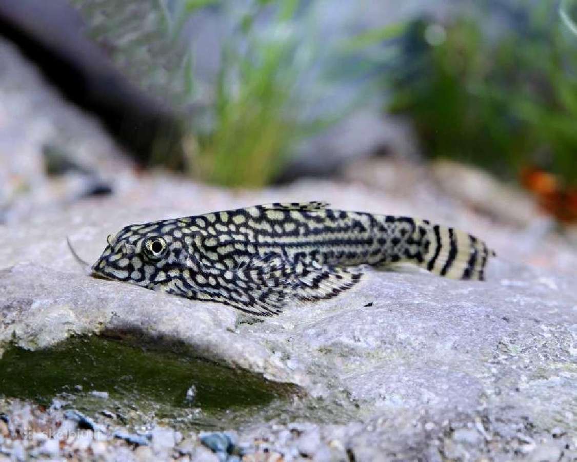 Didelis akvariuminių žuvyčių pasirinkimas - nuotraukos Nr. 12