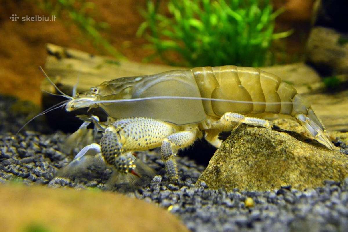 Didelis akvariuminių žuvyčių pasirinkimas - nuotraukos Nr. 13