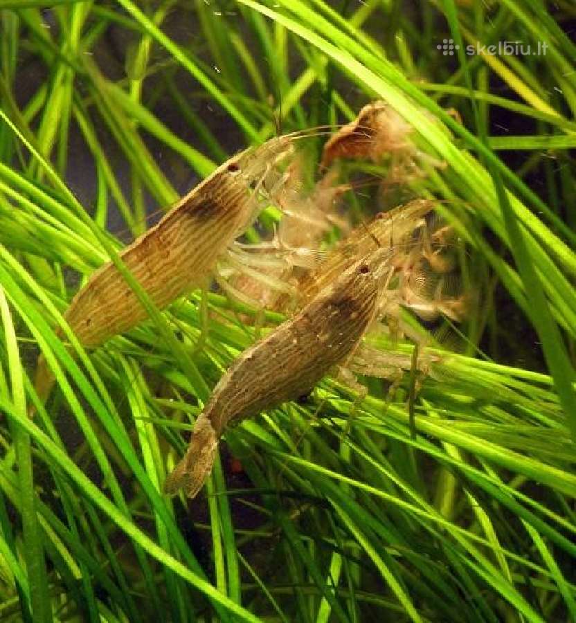 Didelis akvariuminių žuvyčių pasirinkimas - nuotraukos Nr. 14