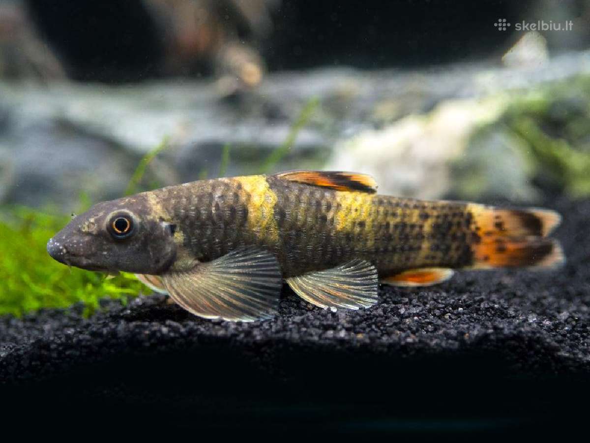 Didelis akvariuminių žuvyčių pasirinkimas - nuotraukos Nr. 15
