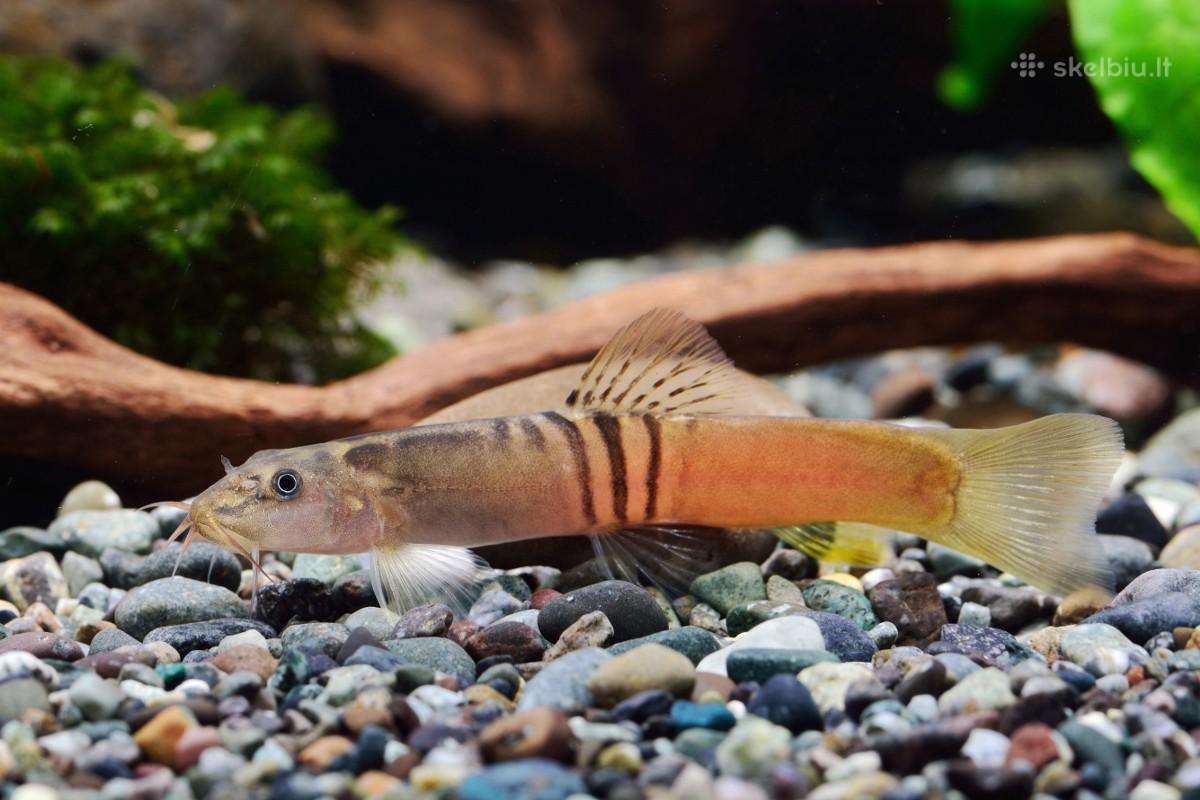 Didelis akvariuminių žuvyčių pasirinkimas - nuotraukos Nr. 16