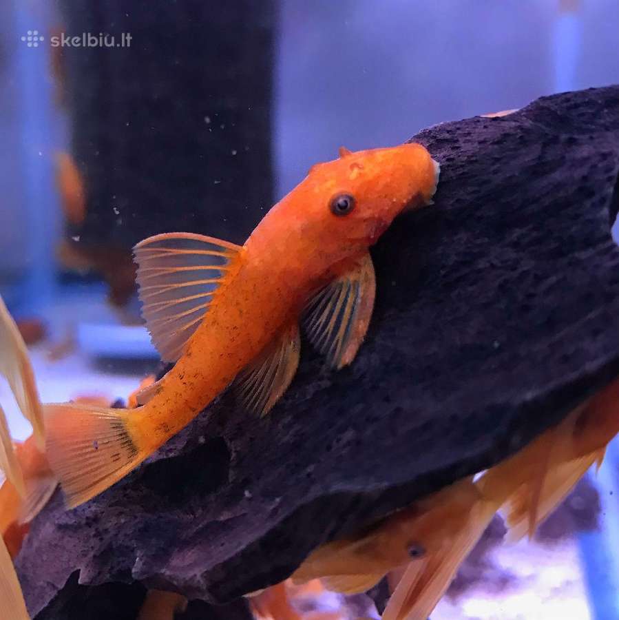 Didelis akvariuminių žuvyčių pasirinkimas - nuotraukos Nr. 17