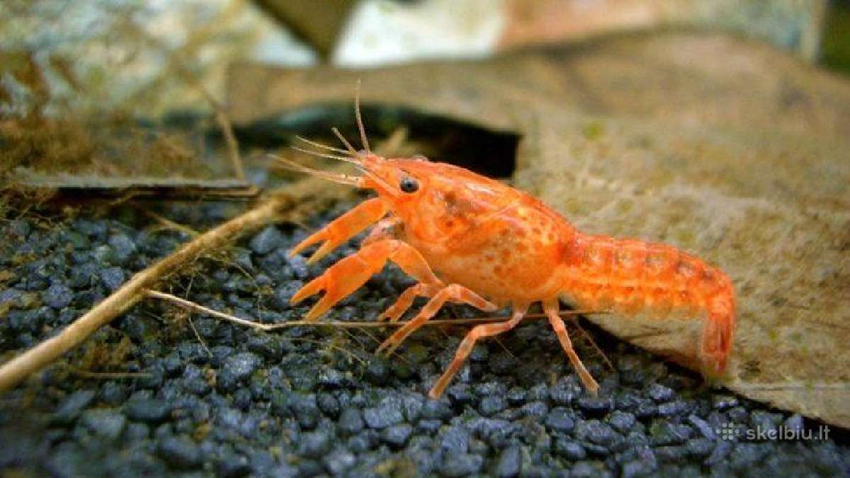 Didelis akvariuminių žuvyčių pasirinkimas - nuotraukos Nr. 2