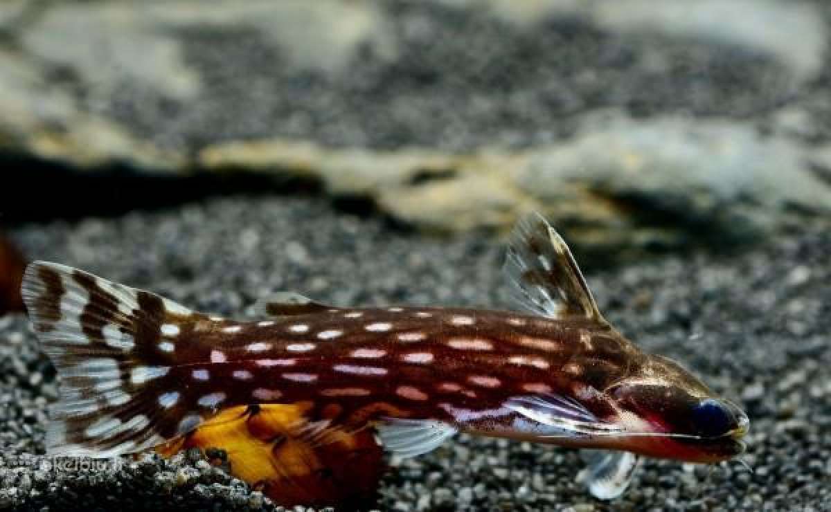 Didelis akvariuminių žuvyčių pasirinkimas - nuotraukos Nr. 18