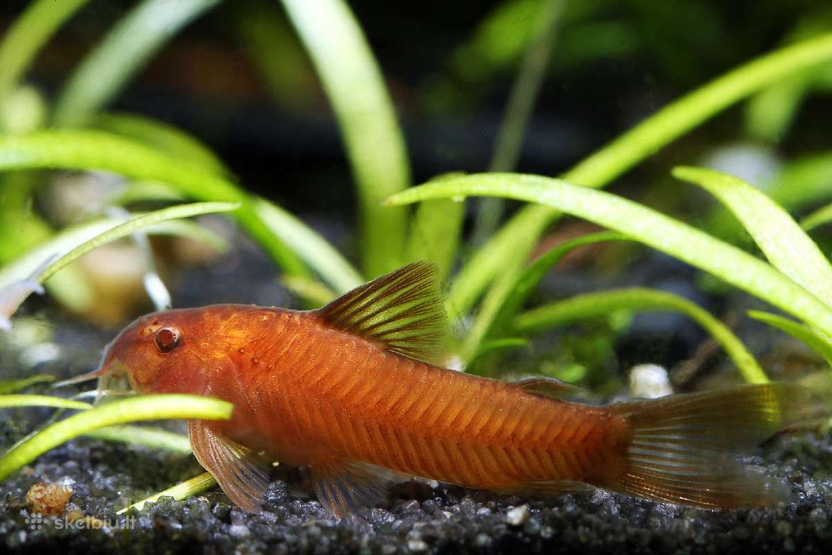 Didelis akvariuminių žuvyčių pasirinkimas - nuotraukos Nr. 19