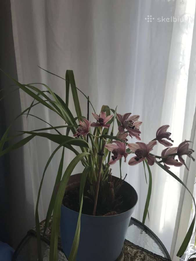 Orchidėja - nuotraukos Nr. 3