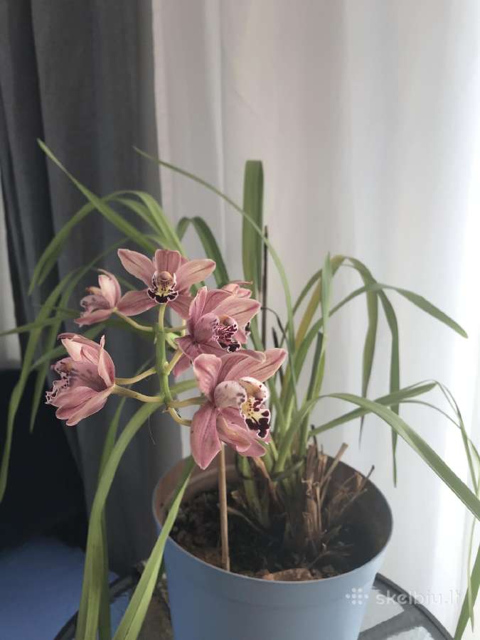 Orchidėja - nuotraukos Nr. 4