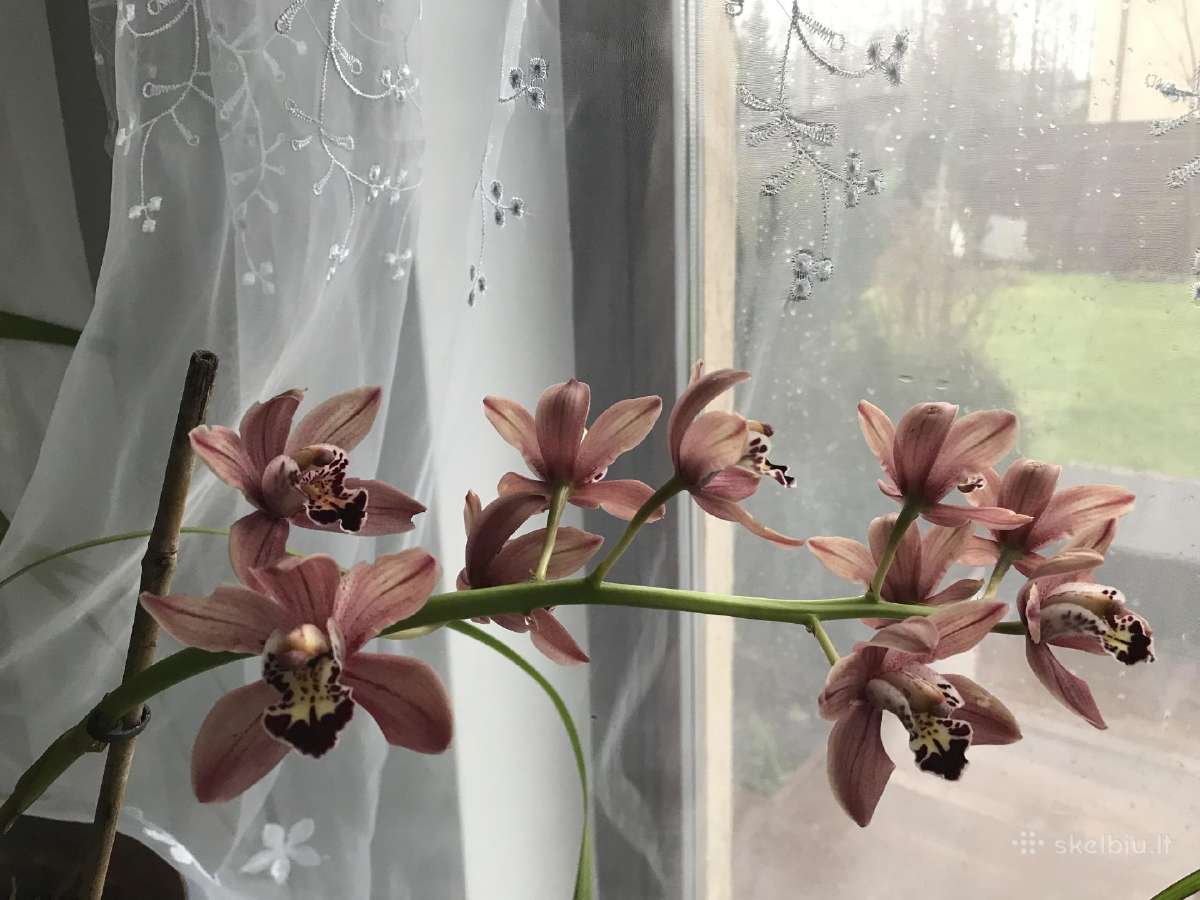 Orchidėja - nuotraukos Nr. 5