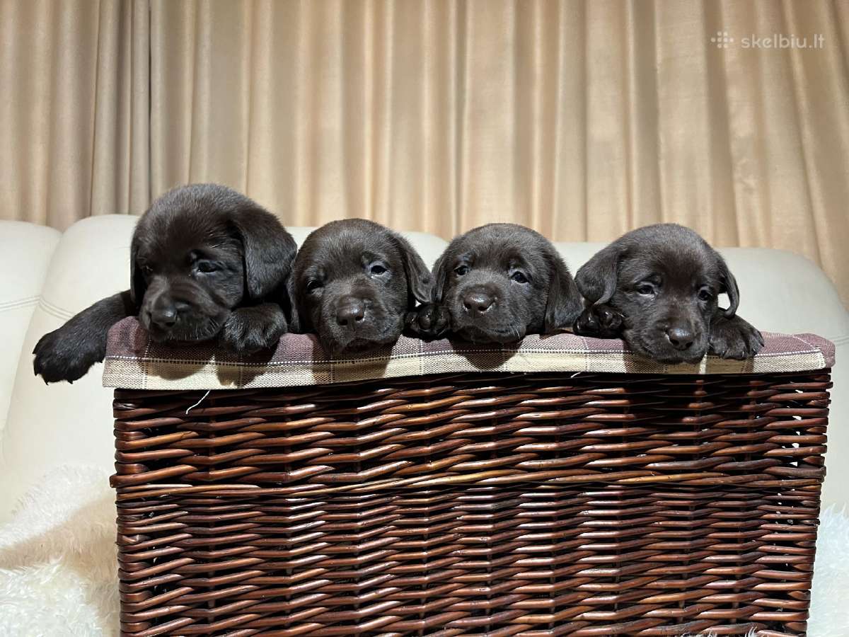 Kilmingi labradoro retriveriai - nuotraukos Nr. 10