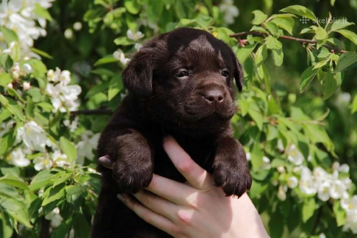 Kilmingi labradoro retriveriai - nuotraukos Nr. 12