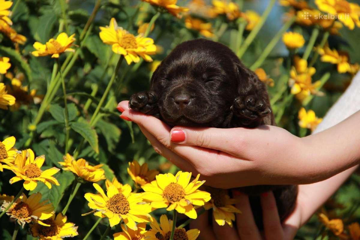 Kilmingi labradoro retriveriai - nuotraukos Nr. 13
