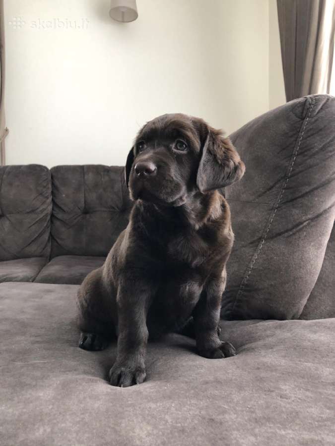 Kilmingi labradoro retriveriai - nuotraukos Nr. 17
