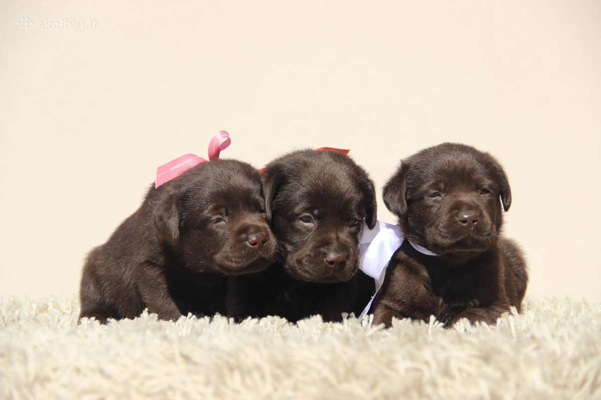 Kilmingi labradoro retriveriai - nuotraukos Nr. 20