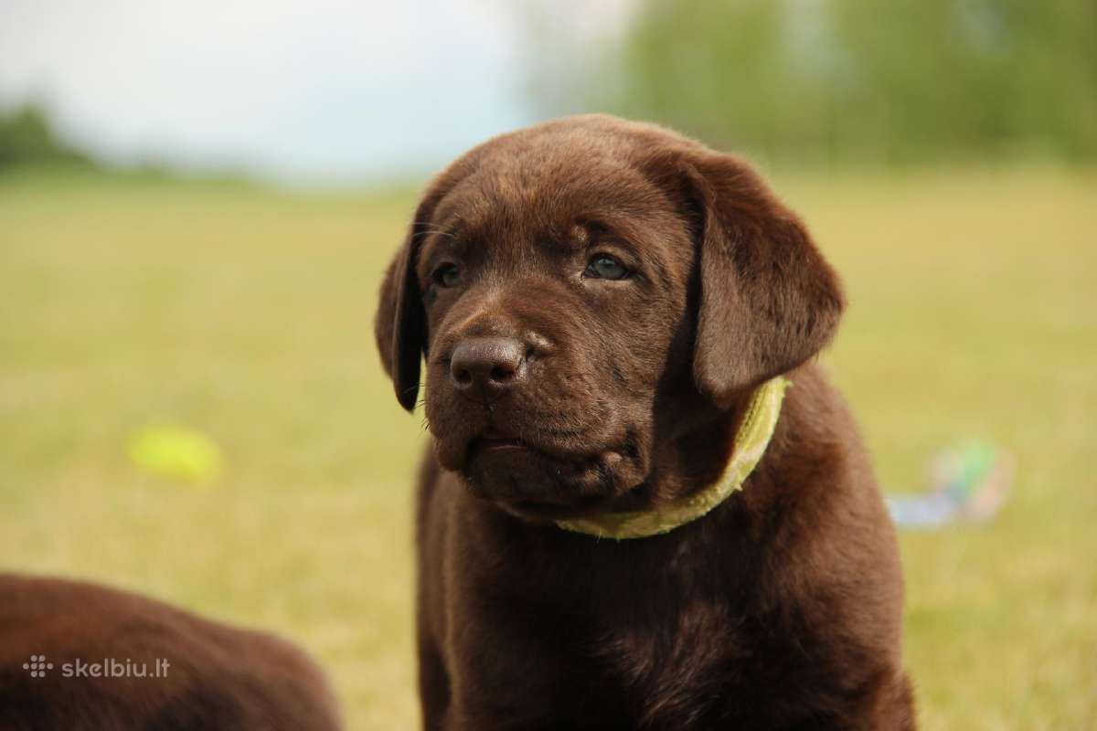 Kilmingi labradoro retriveriai - nuotraukos Nr. 21