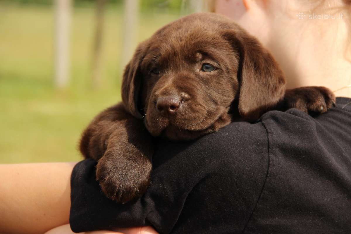 Kilmingi labradoro retriveriai - nuotraukos Nr. 22