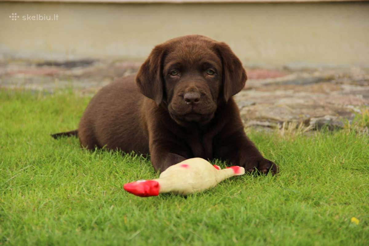 Kilmingi labradoro retriveriai - nuotraukos Nr. 23